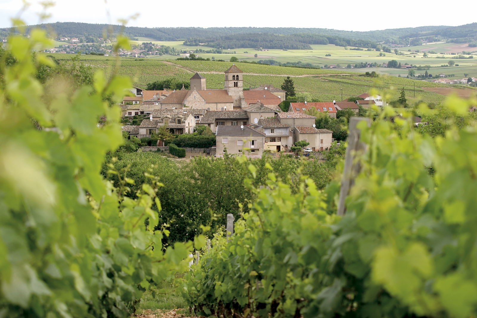 Domaine De La Croix Senaillet Karakter Wijnimport