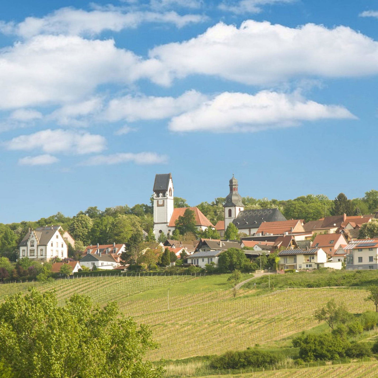 Riesling Brut Sekt, Zellertaler Keller