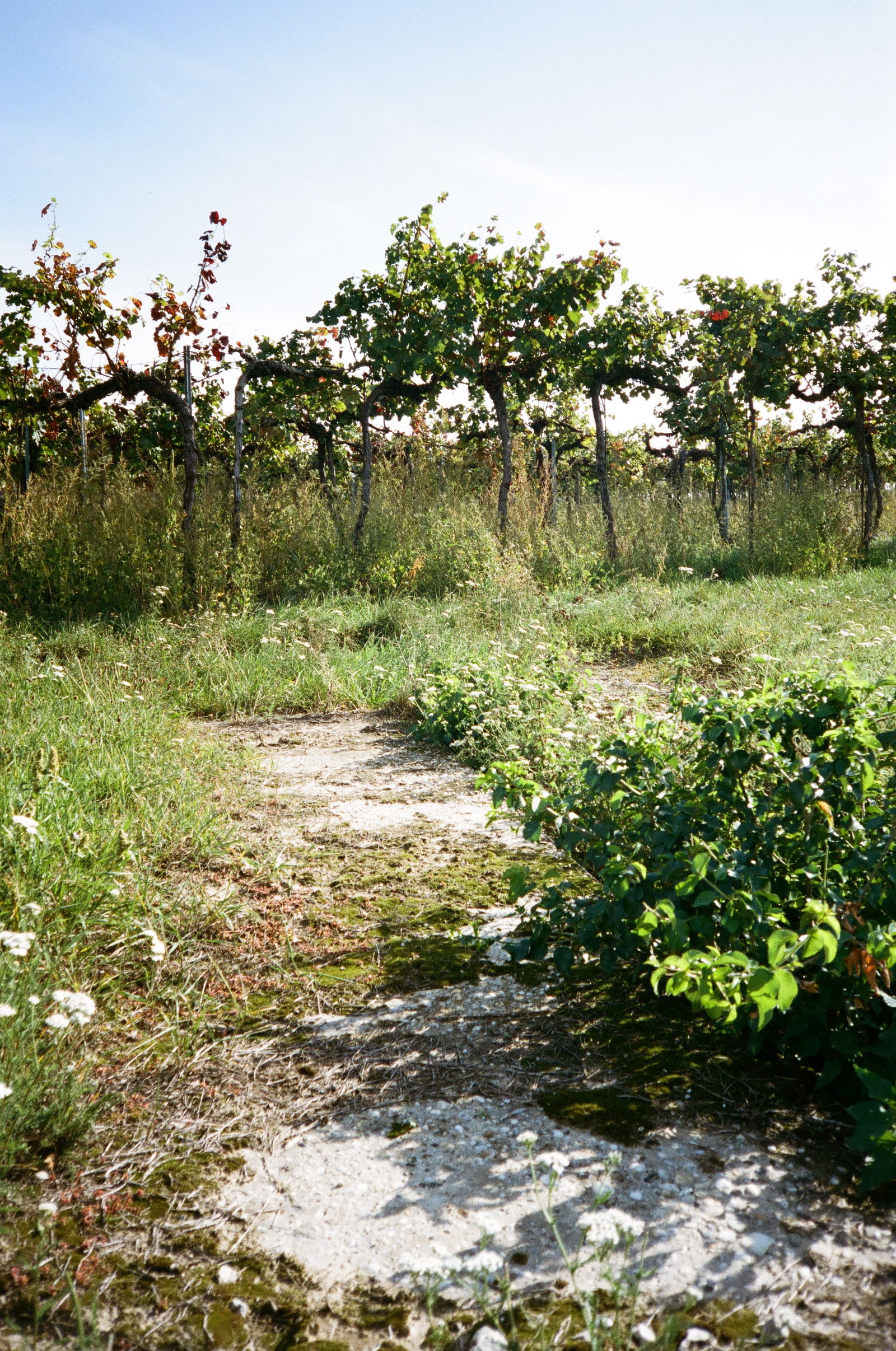 Slobodné Vinárstvo