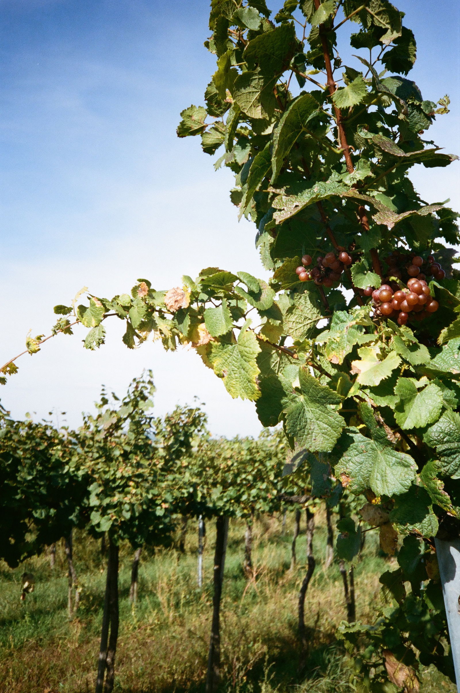 Slobodné Vinárstvo