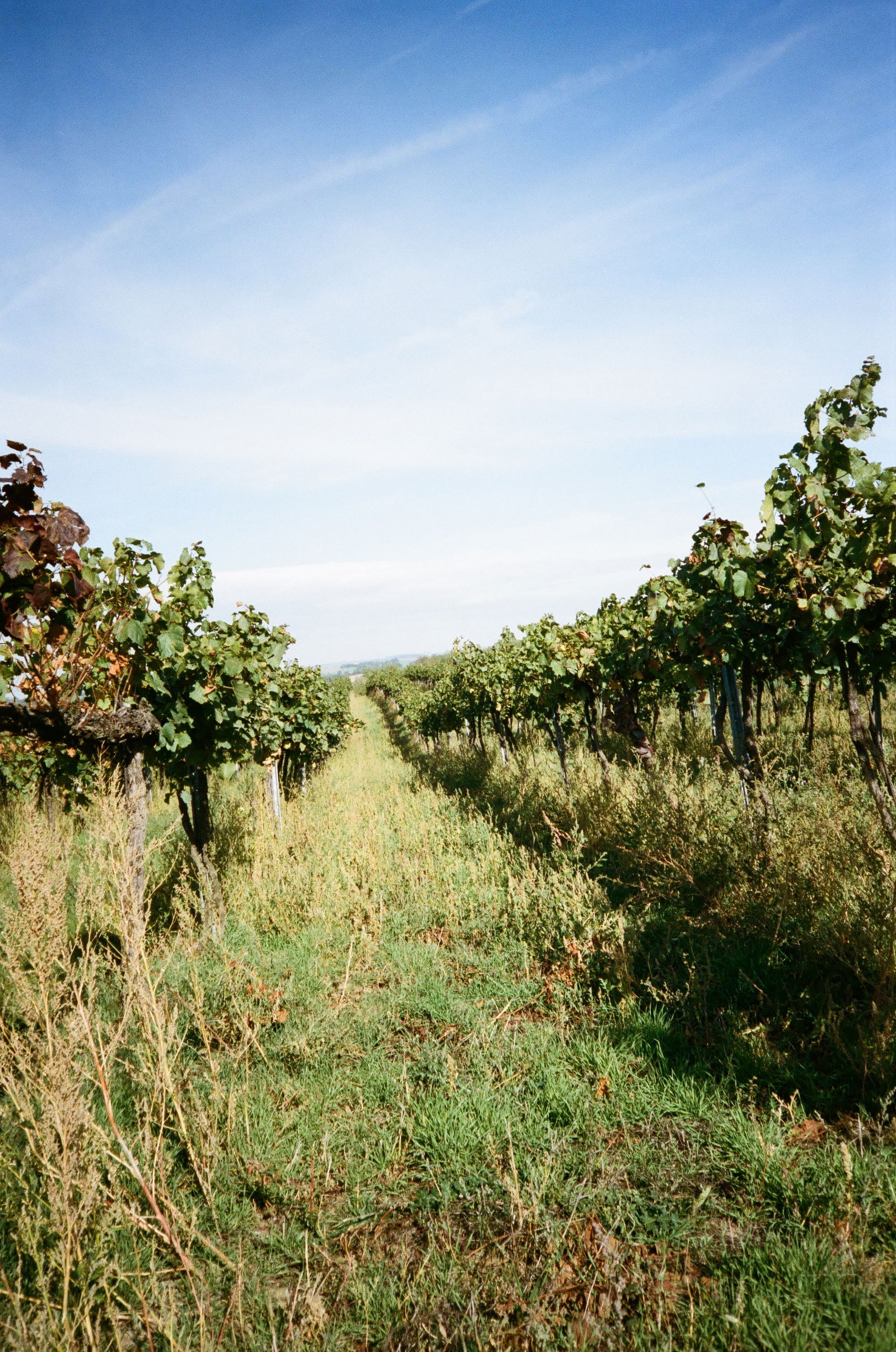 Slobodné Vinárstvo