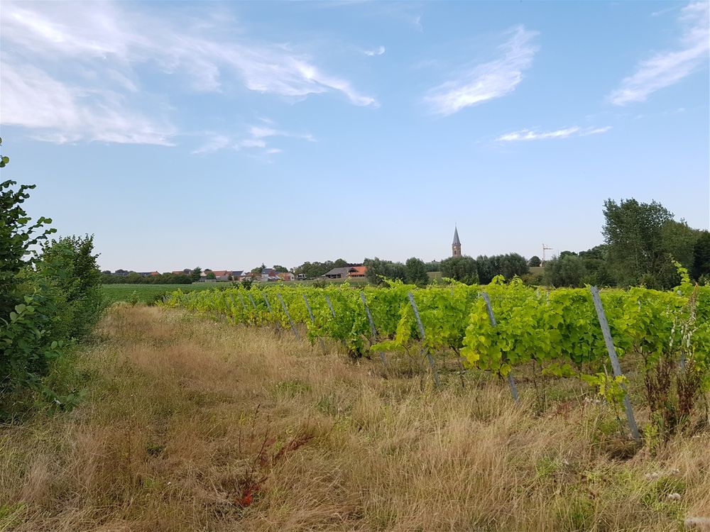 Wijngaard Lijsternest