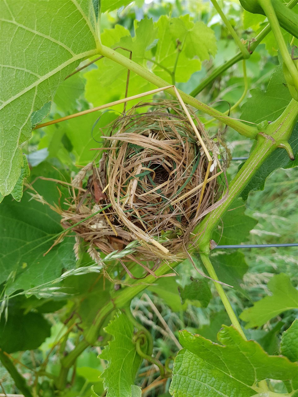 Wijngaard Lijsternest
