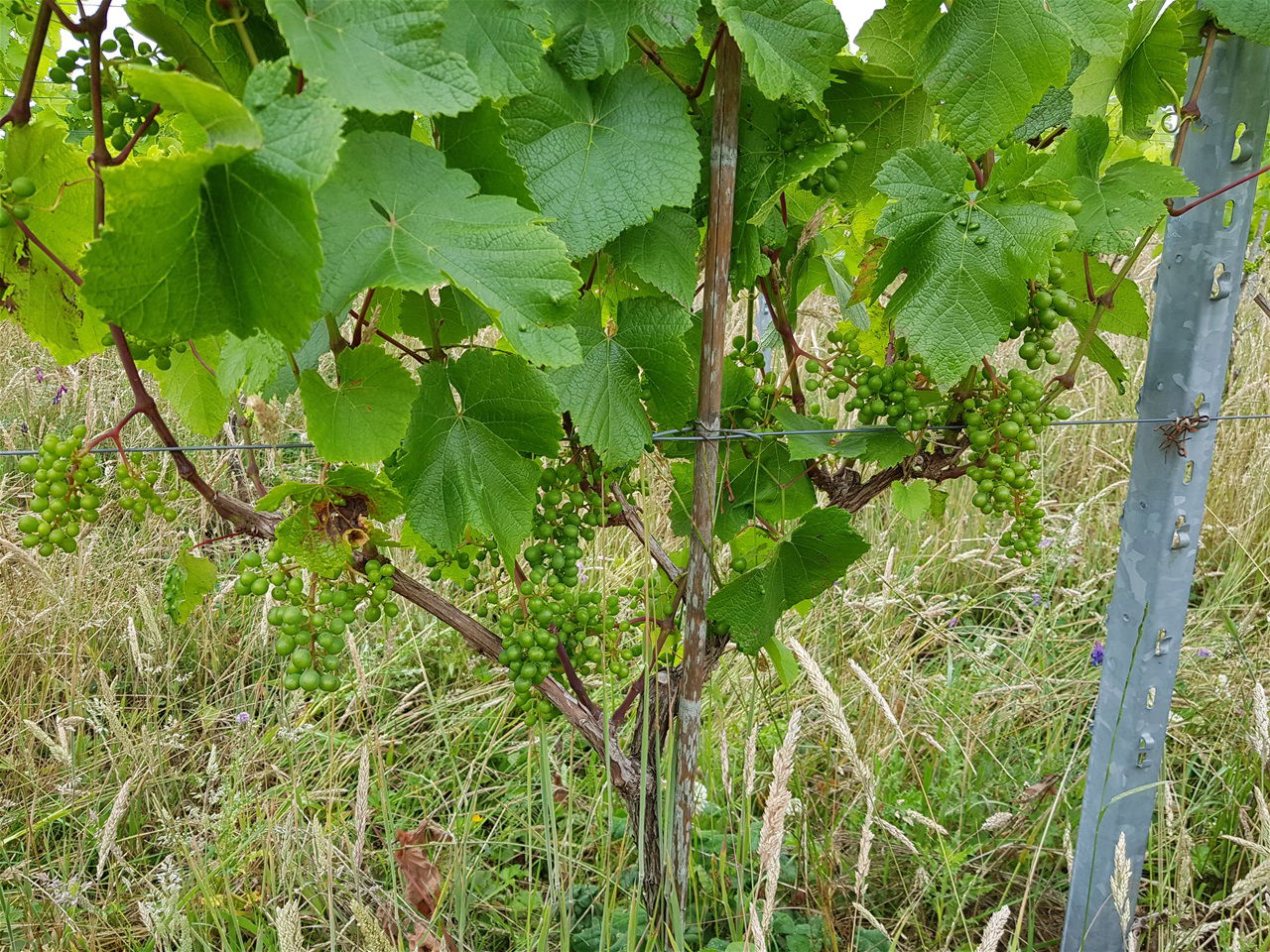 Wijngaard Lijsternest