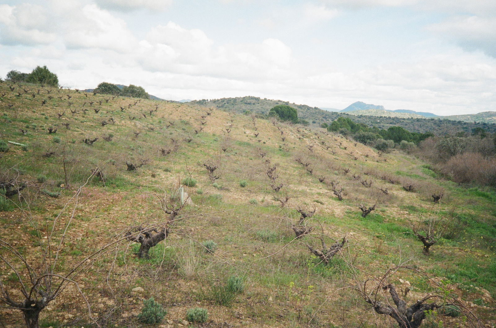 Pequeños y Salvajes