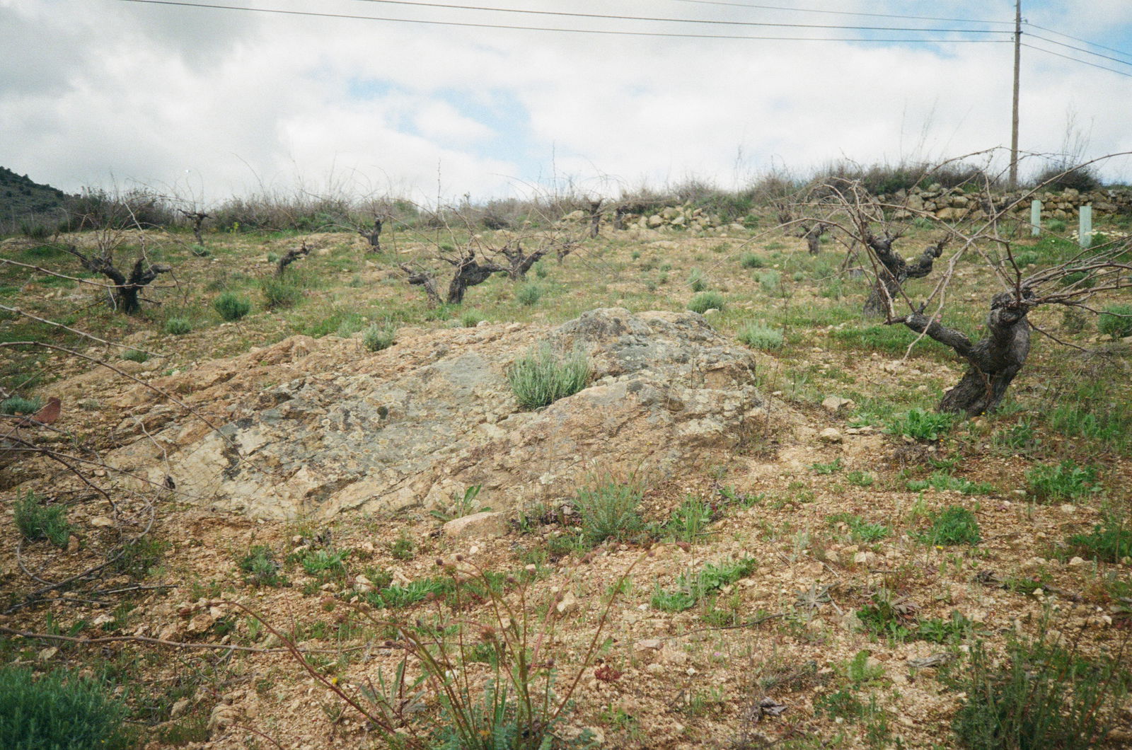 Pequeños y Salvajes