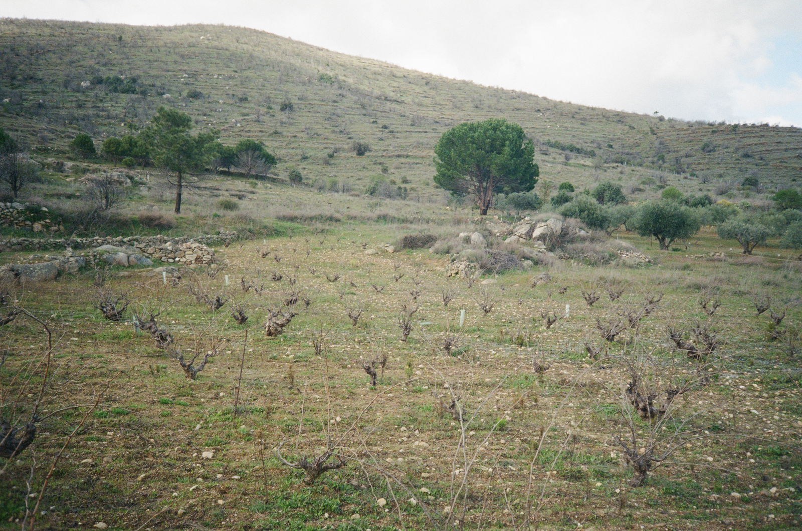Pequeños y Salvajes