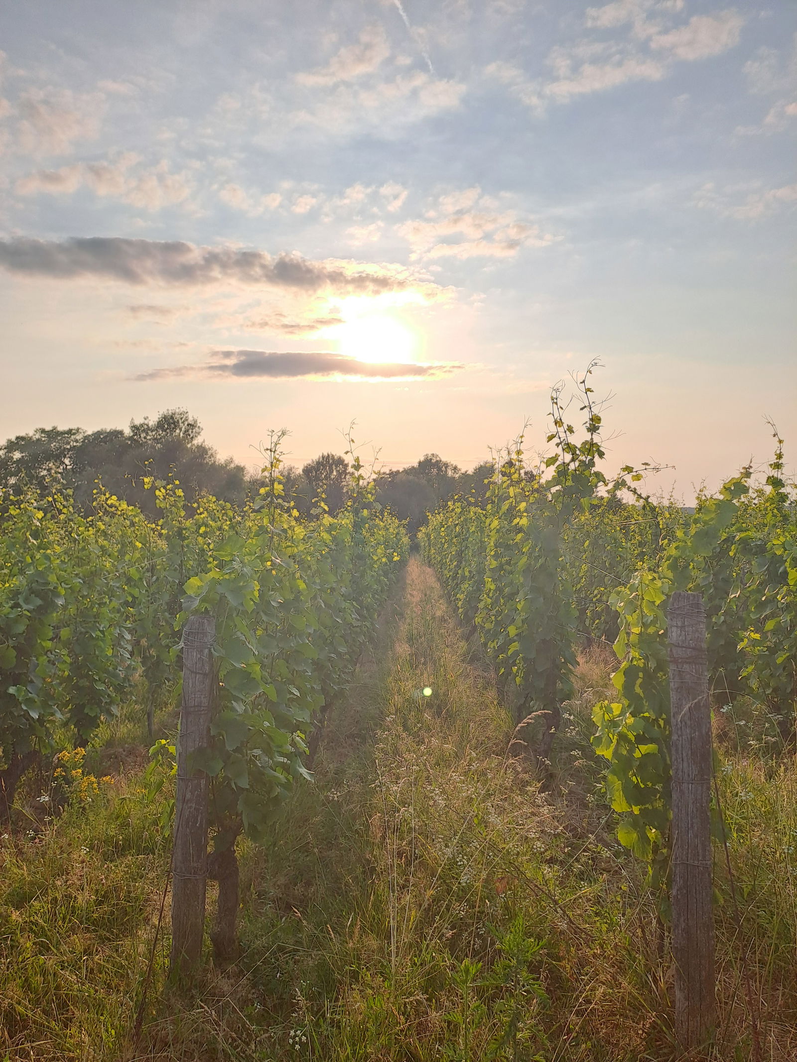 Domaine de l'Octavin