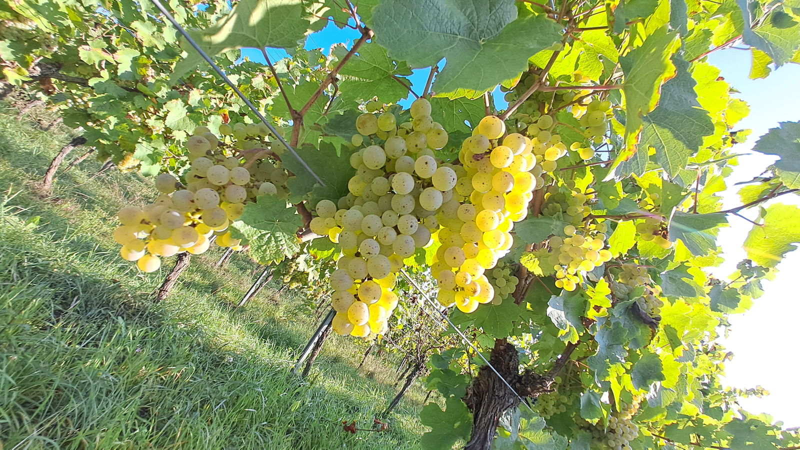 Domaine de l'Octavin