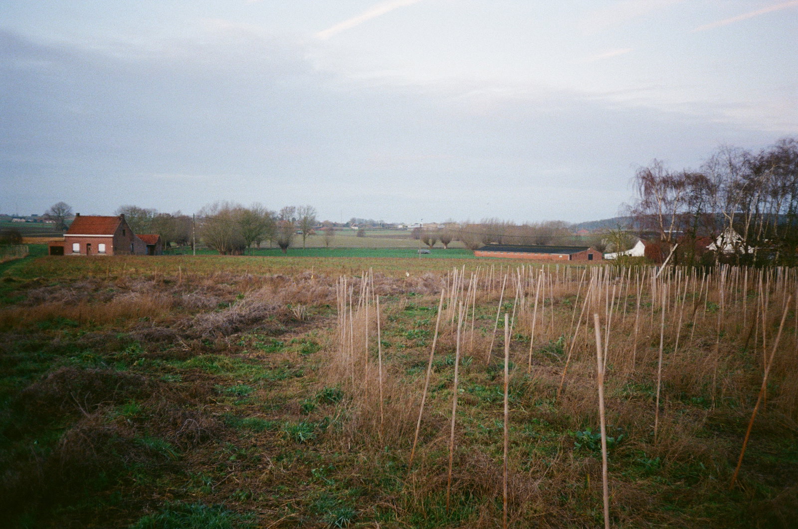 Wijngaard Lijsternest