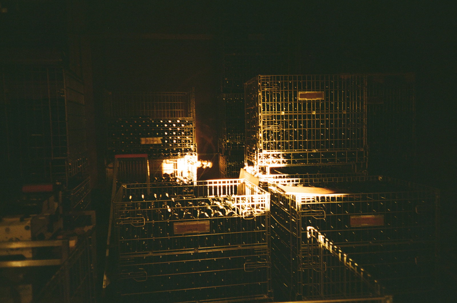 Wijngaard Lijsternest