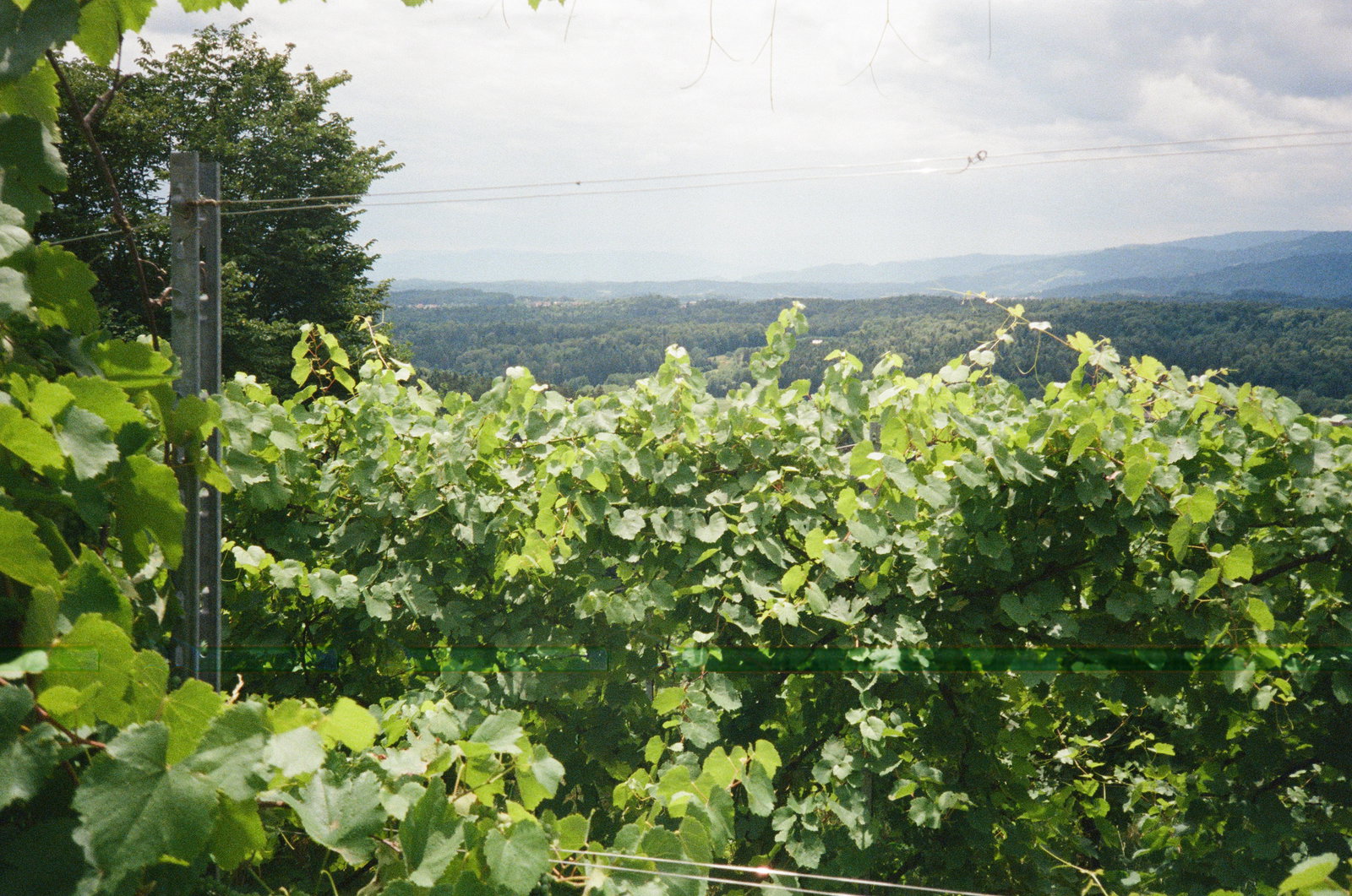 Weingut Strohmeier