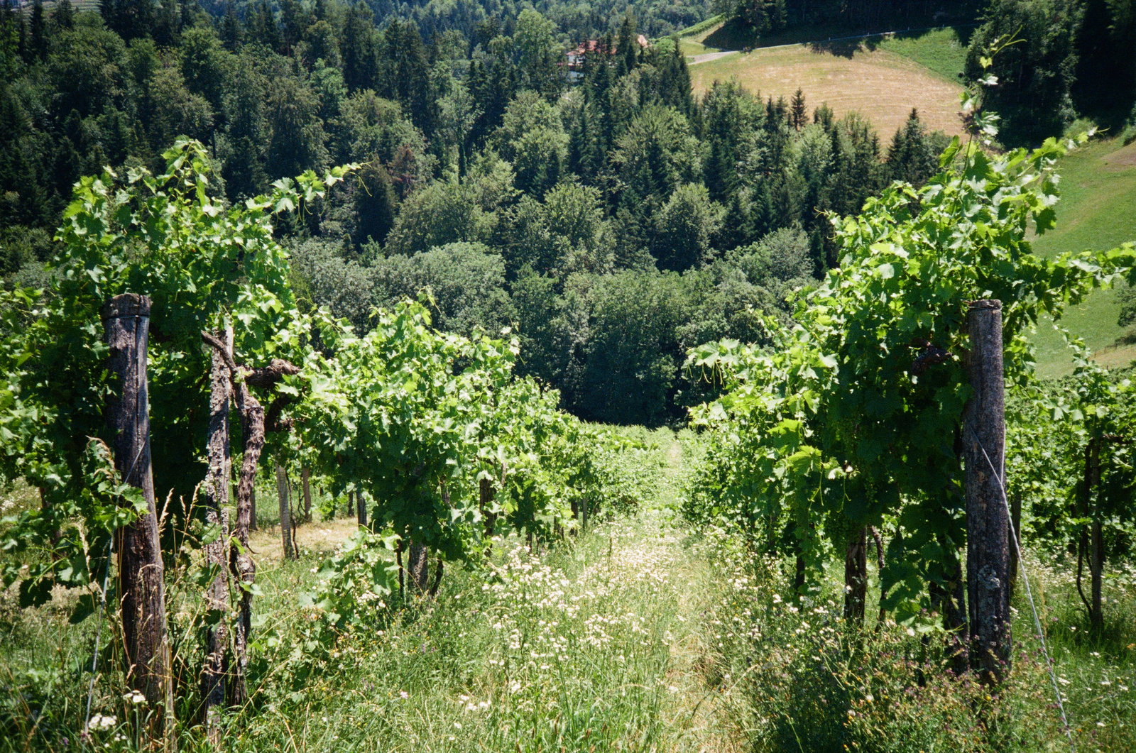 Weingut Maria & Sepp Muster