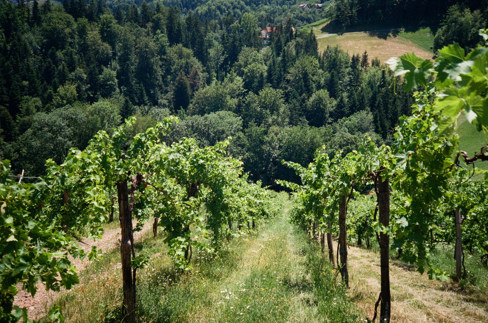 Weingut Maria & Sepp Muster
