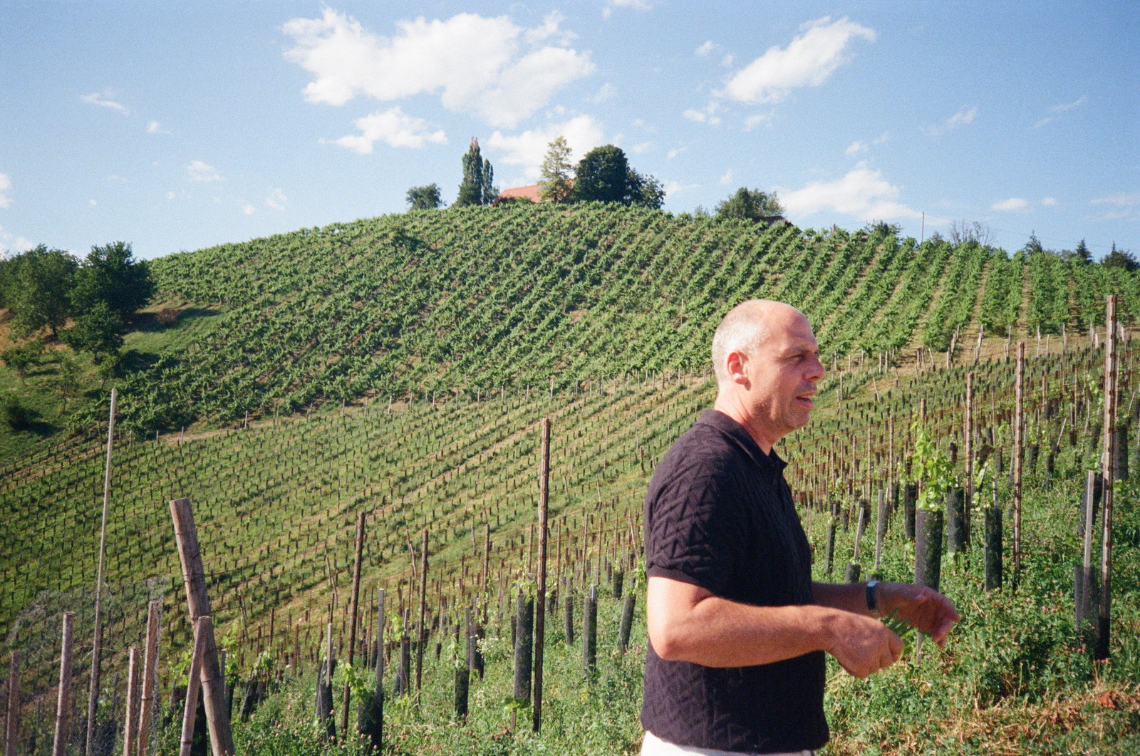 Weingut Werlitsch