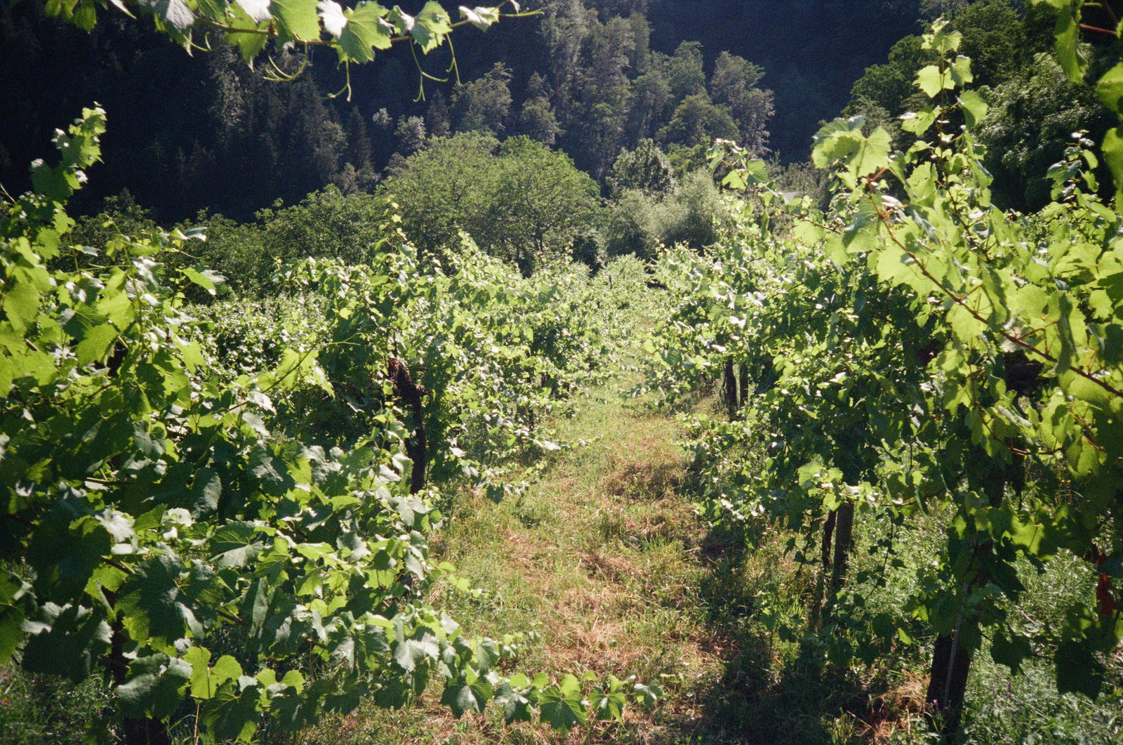 Weingut Werlitsch