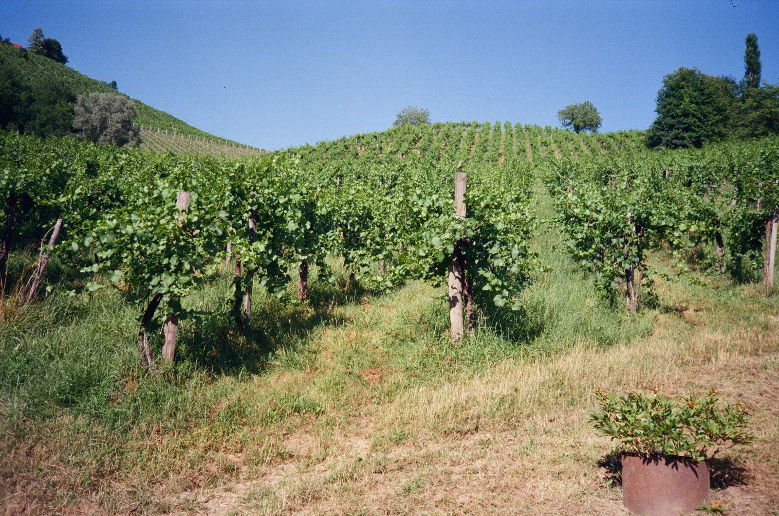 Weingut Werlitsch