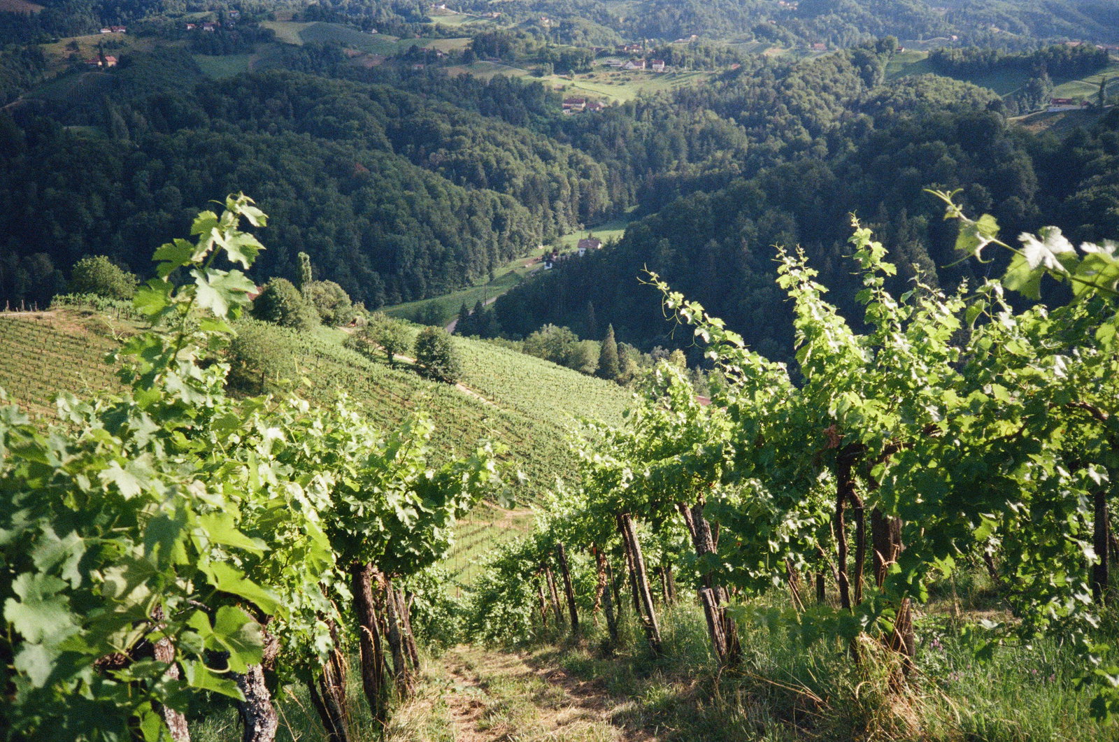 Weingut Werlitsch