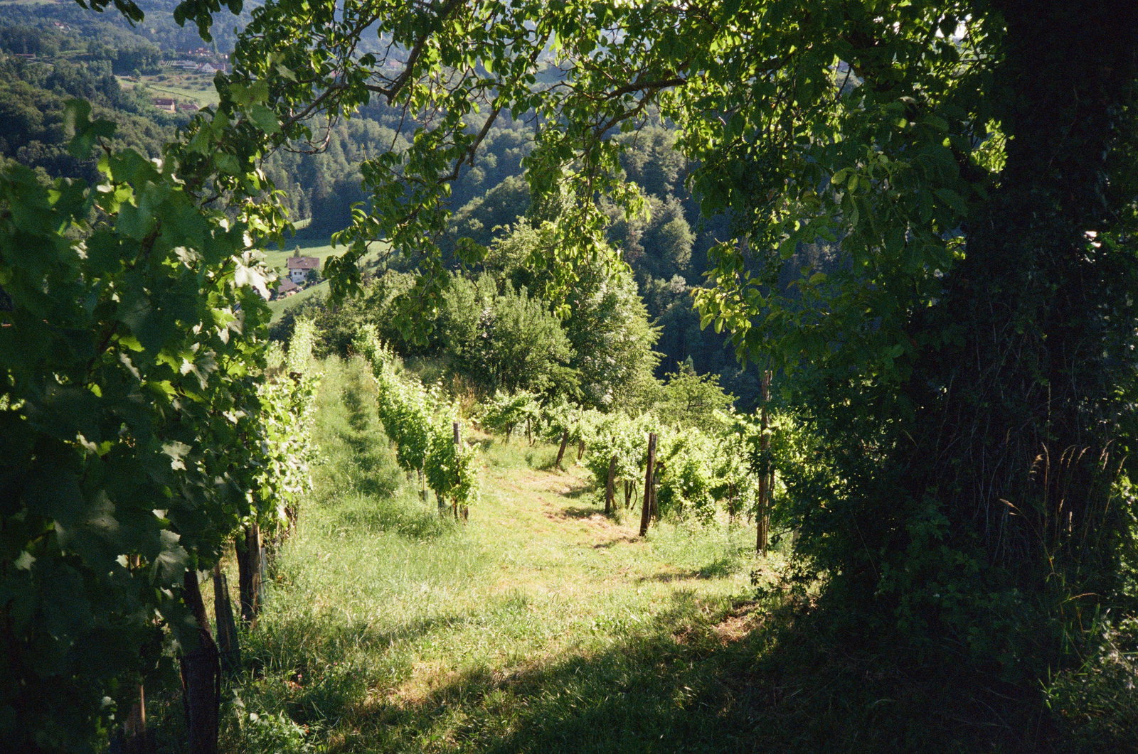 Weingut Werlitsch