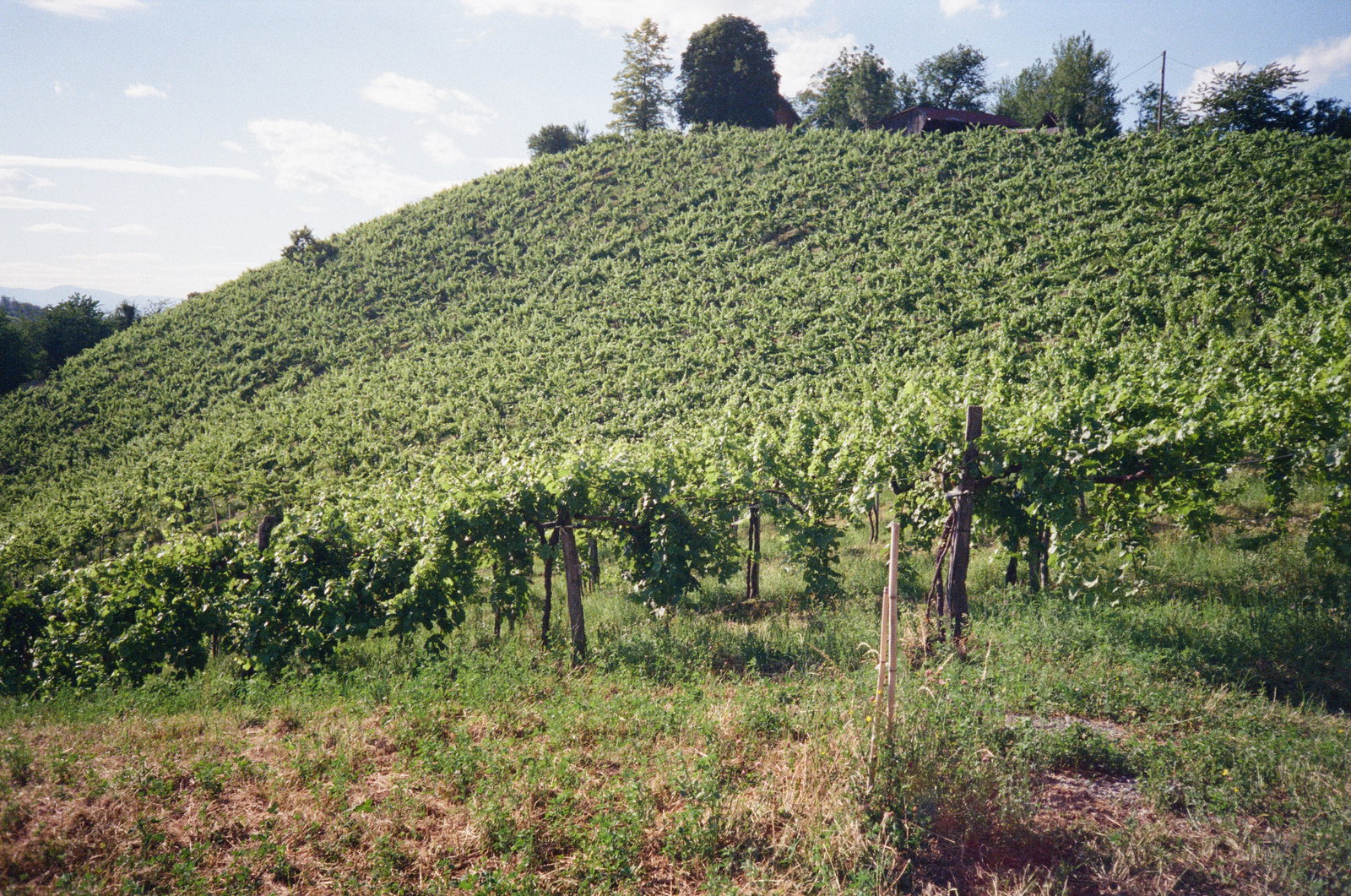 Weingut Werlitsch