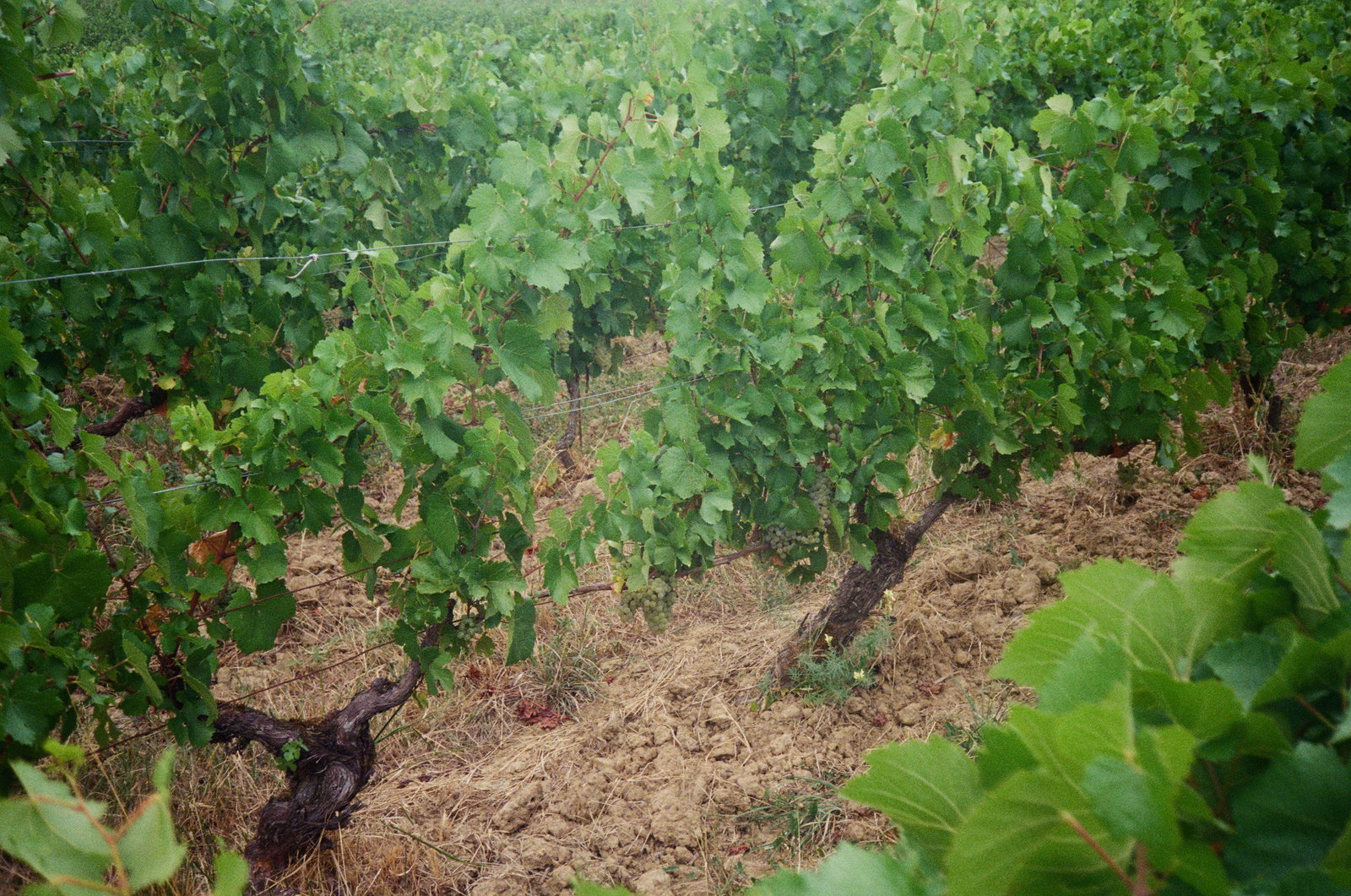 Domaine de l'Octavin