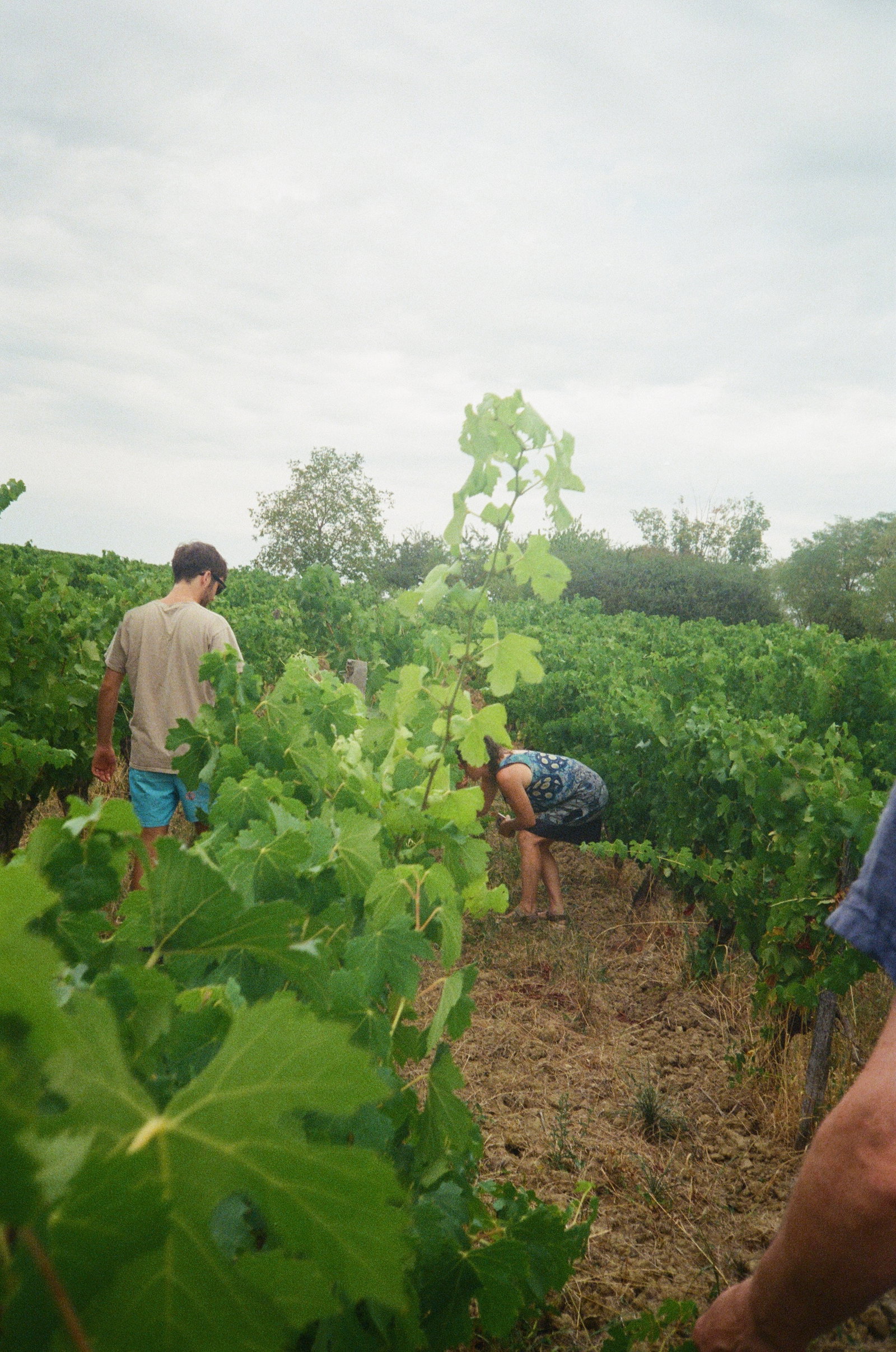 Domaine de l'Octavin