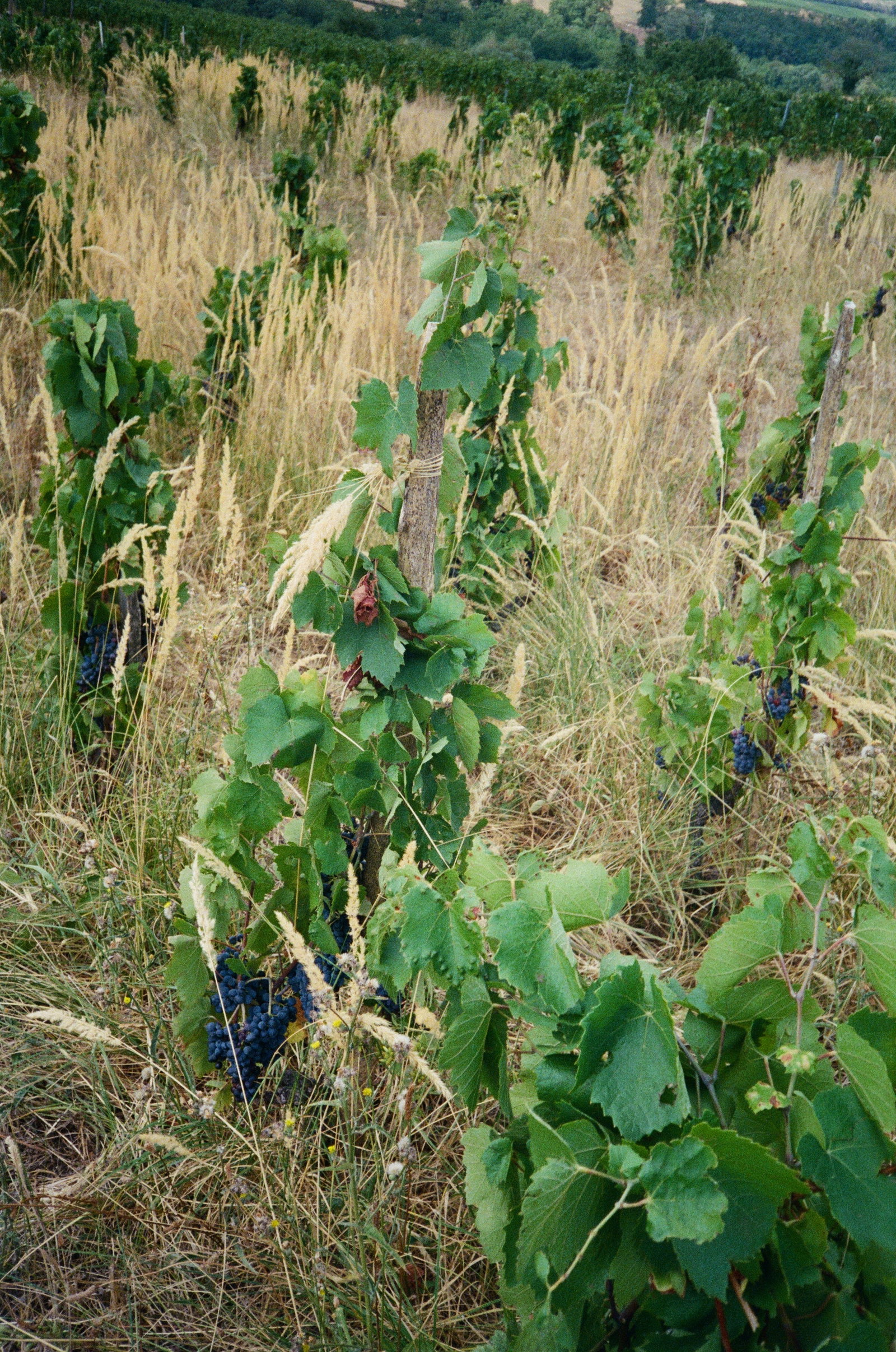 Domaine Philippe Jambon
