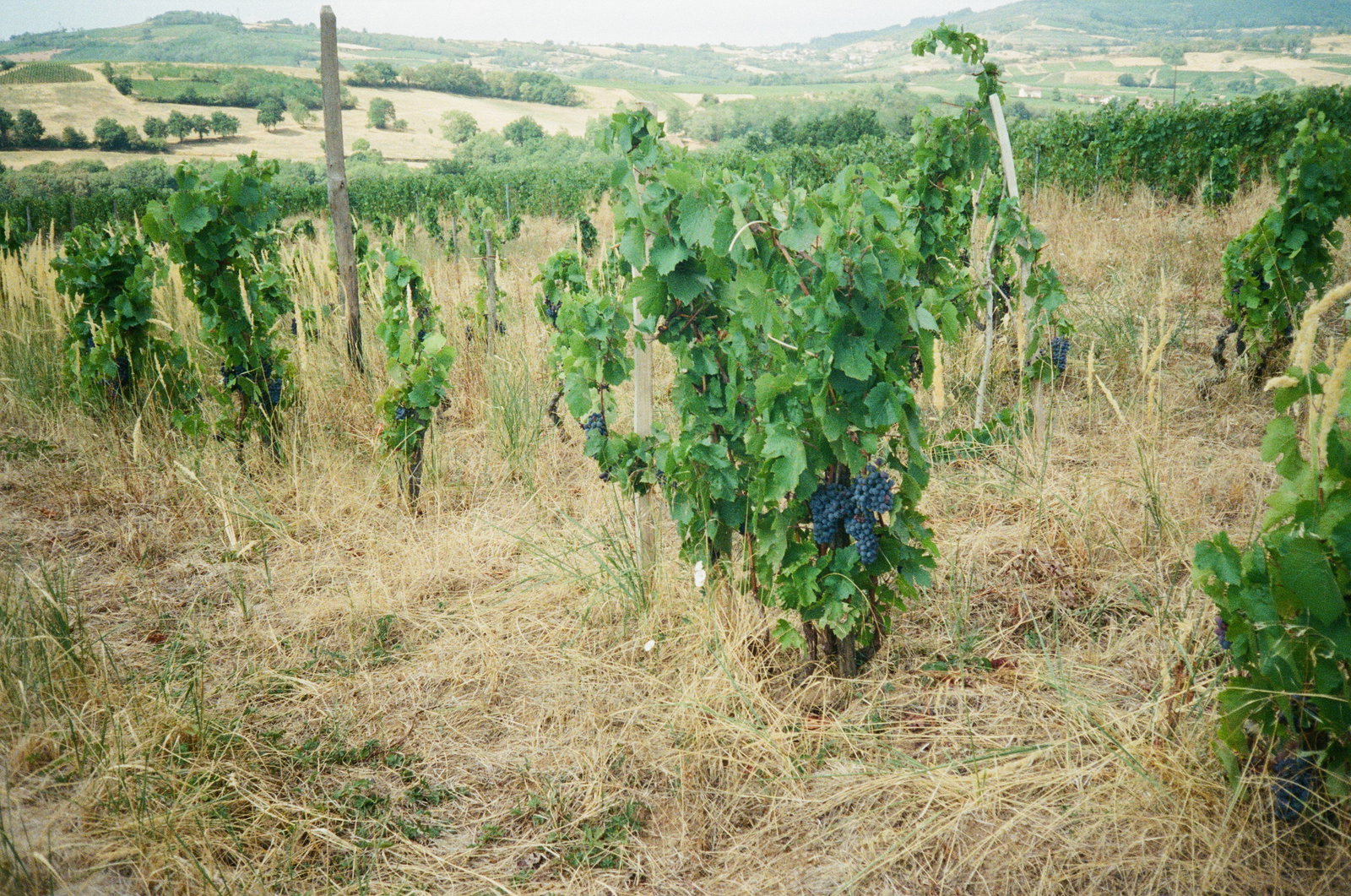 Domaine Philippe Jambon