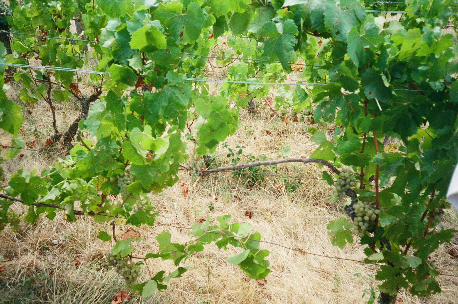 Domaine Philippe Jambon