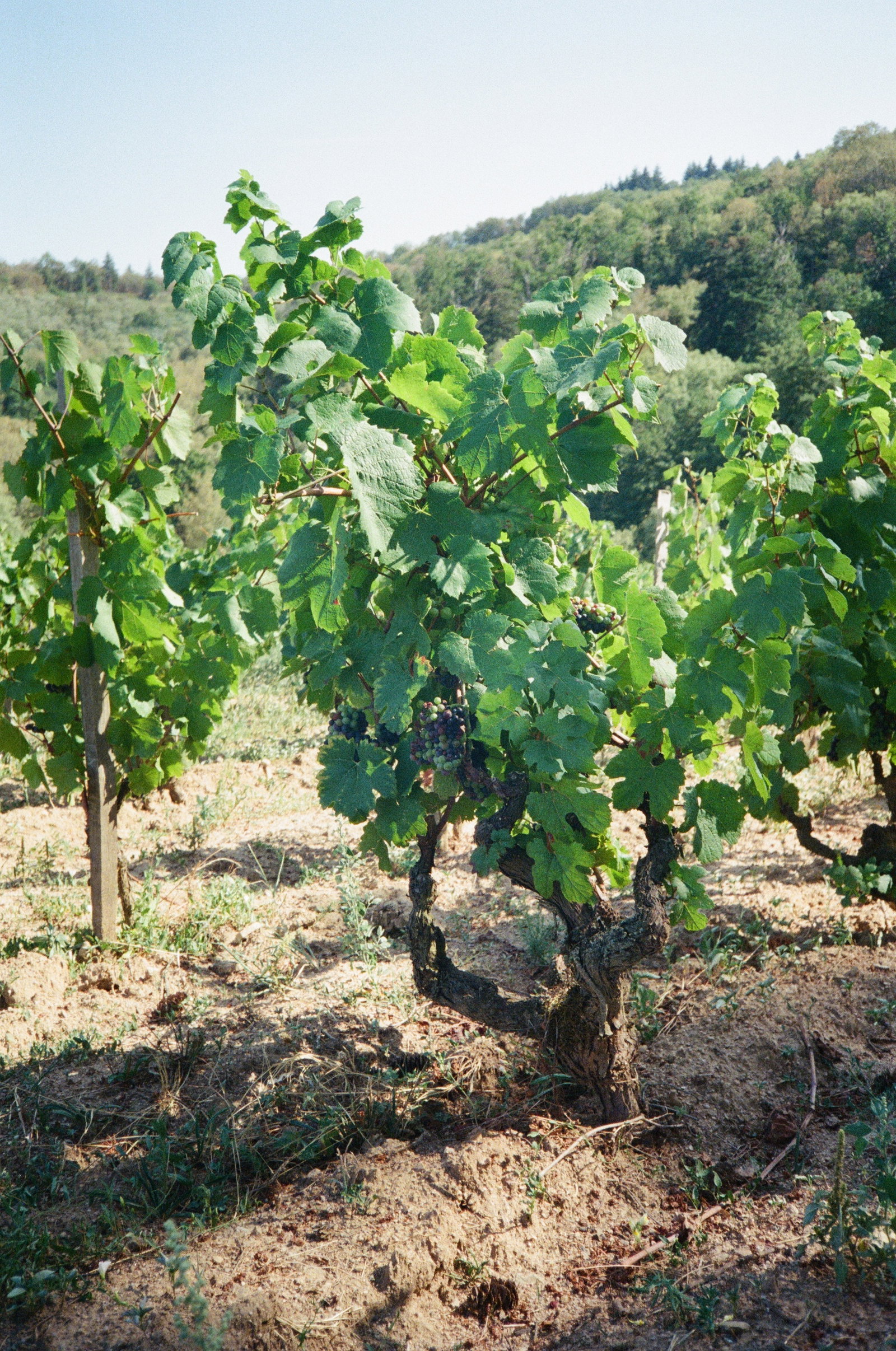 Domaine Yvon Métras