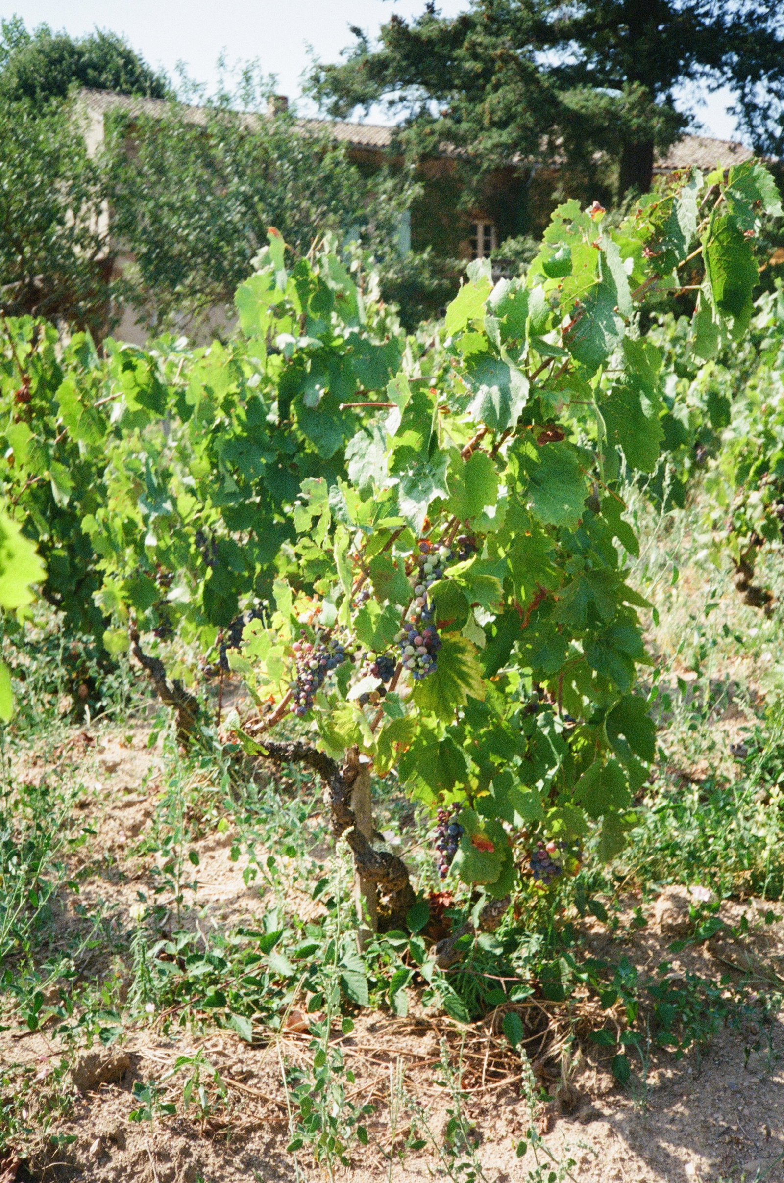 Domaine Yvon Métras